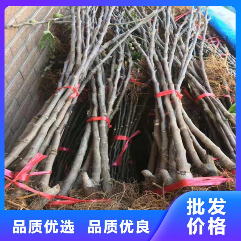 无花果苹果苗源厂供货