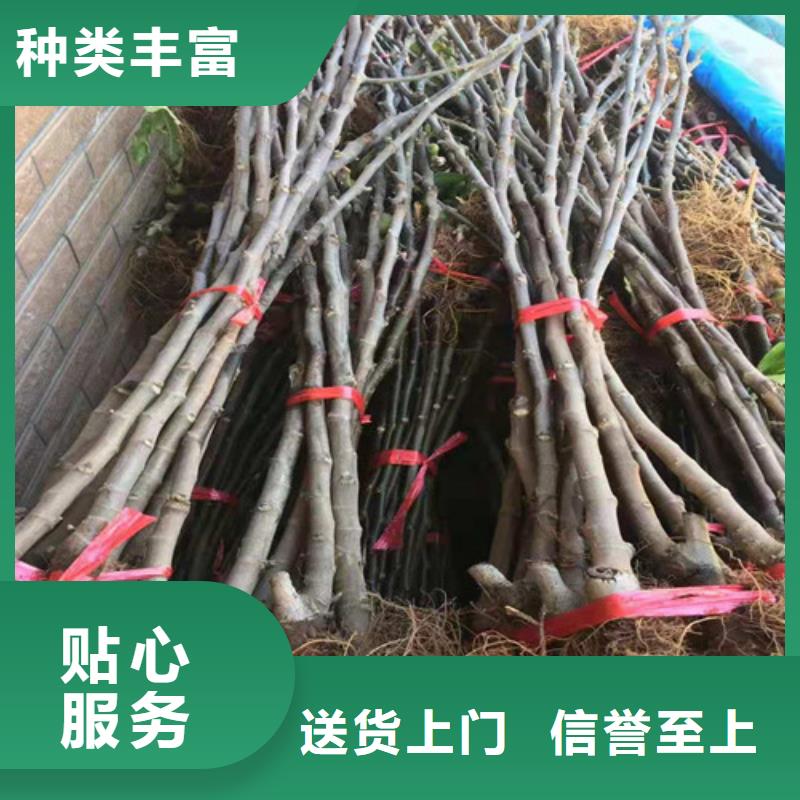 无花果樱桃树苗厂家直营