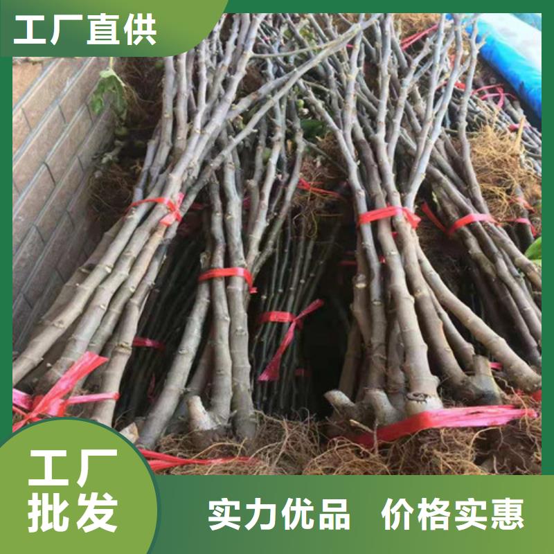 无花果蓝莓苗厂家十分靠谱