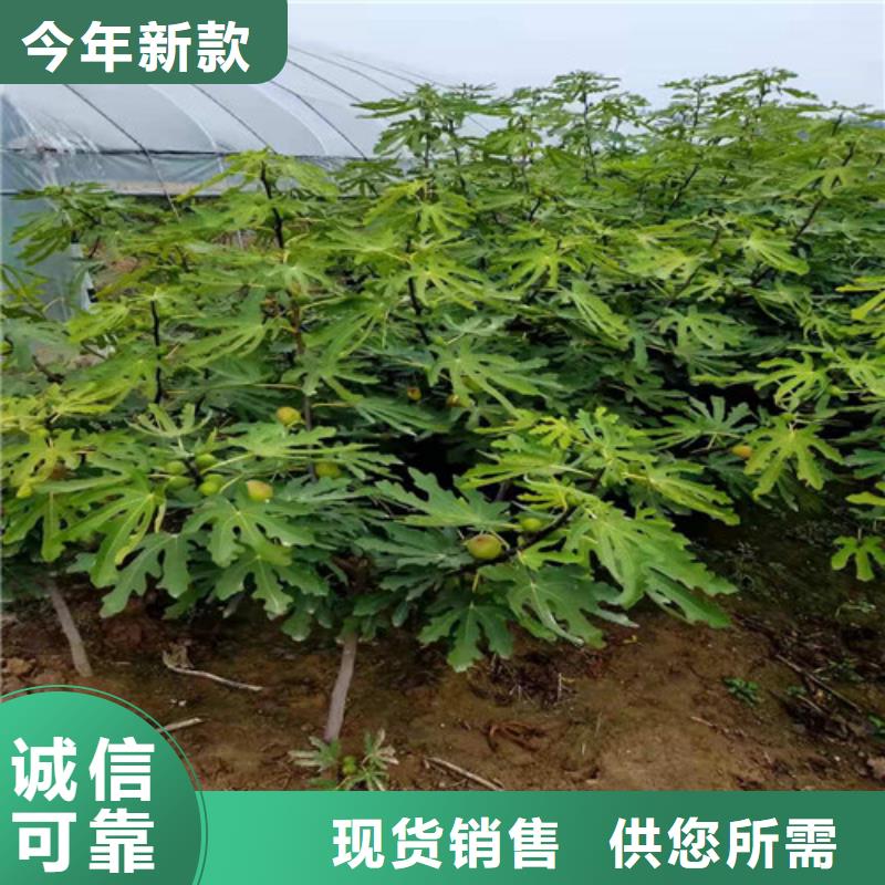 无花果葡萄苗为您精心挑选