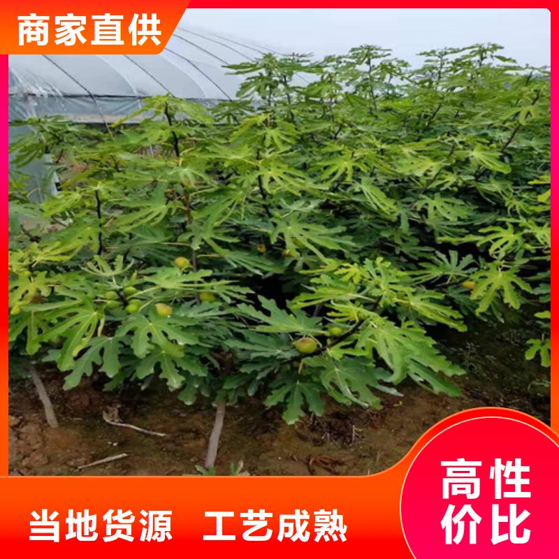 无花果_香椿树苗品质卓越