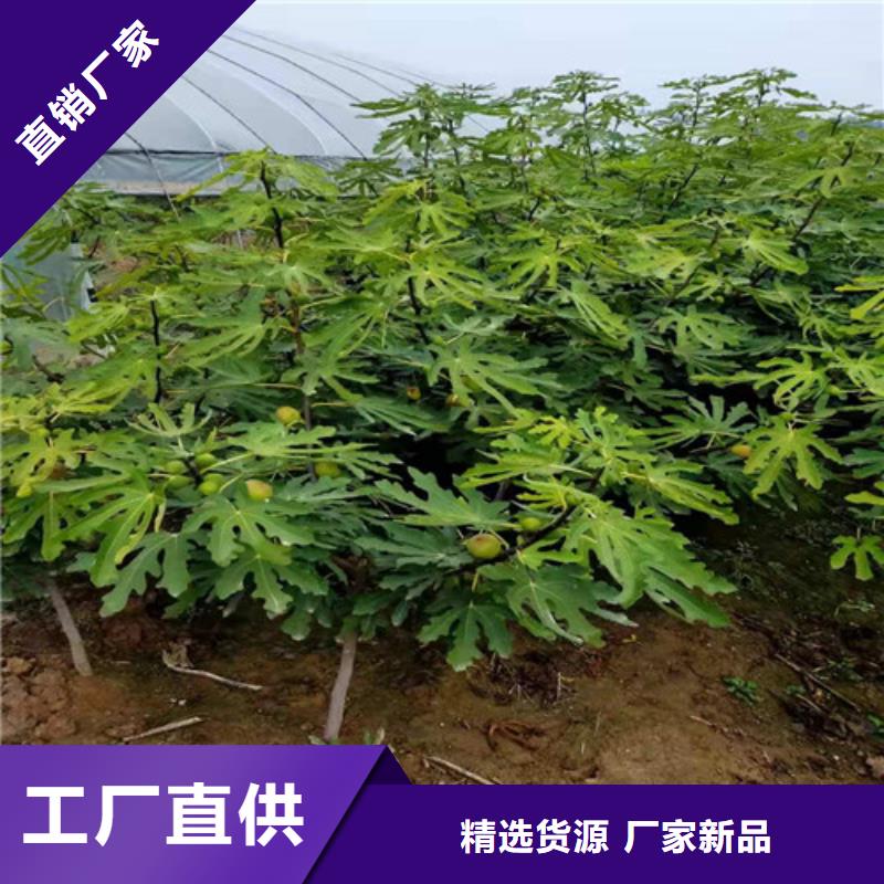 无花果,山楂苗性能稳定