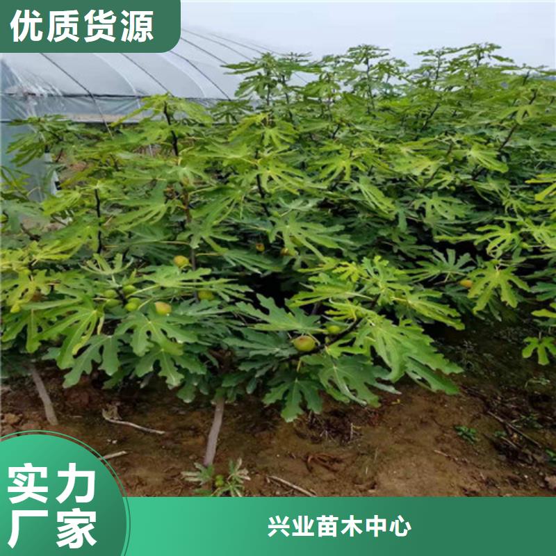 无花果桃树苗专业生产N年