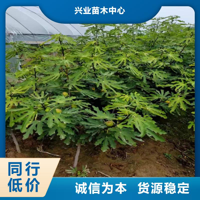 无花果-海棠盆景苗工厂现货供应