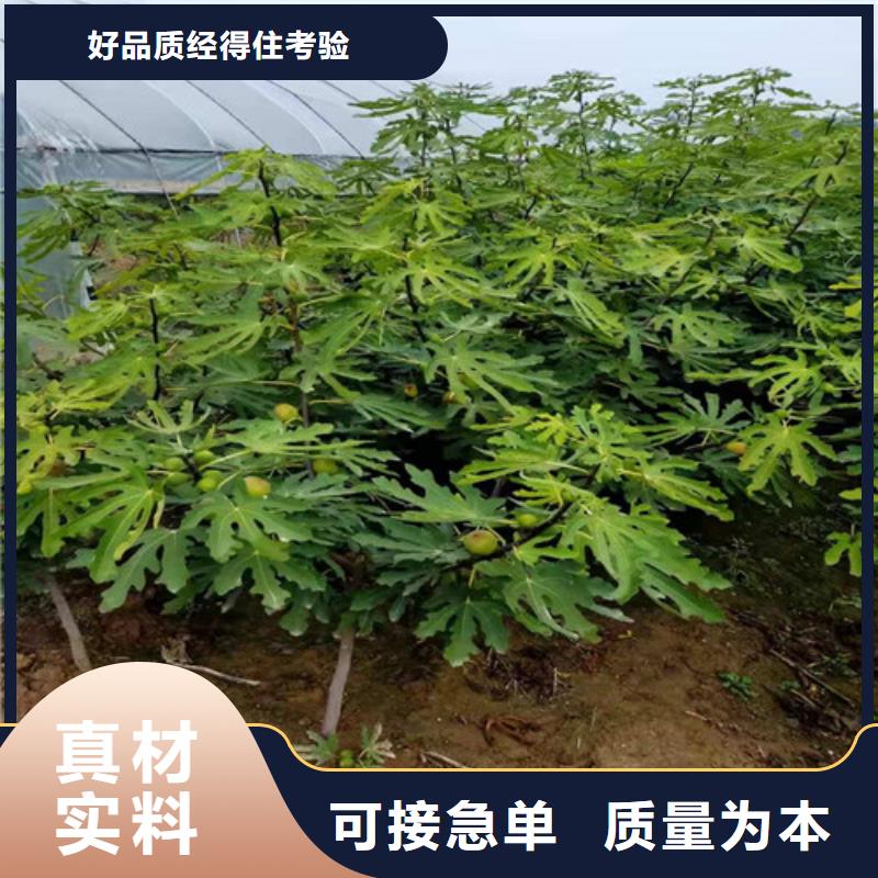 无花果樱桃树苗优质材料厂家直销