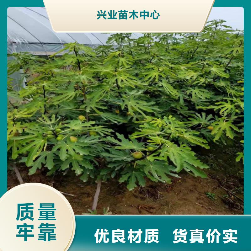 无花果苹果苗源厂供货