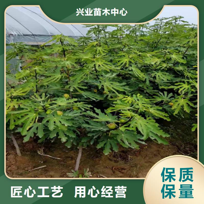 无花果猕猴桃苗专注细节专注品质