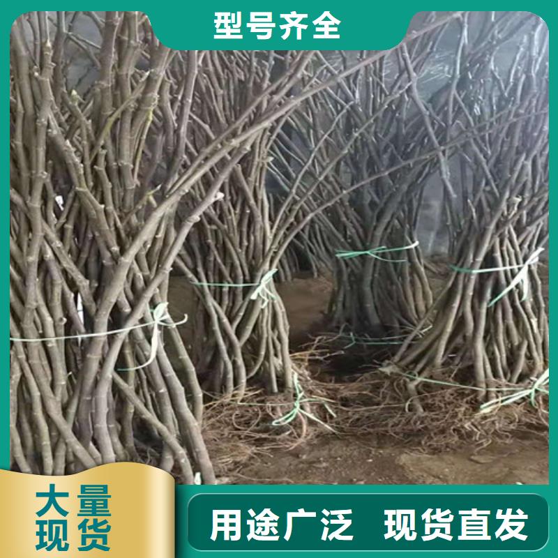 无花果,【大棚草莓苗】今年新款