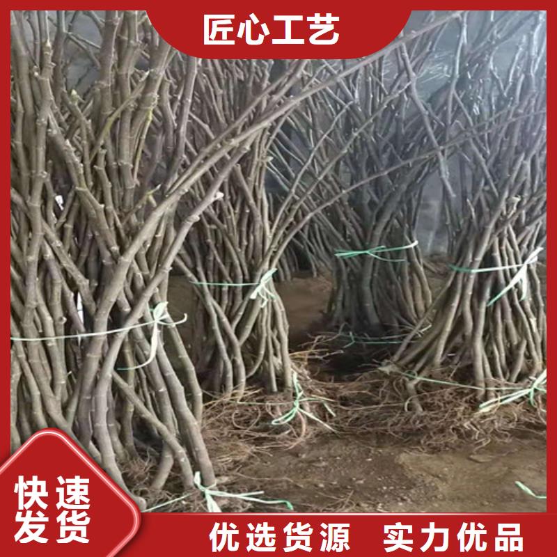 无花果-葡萄苗有口皆碑