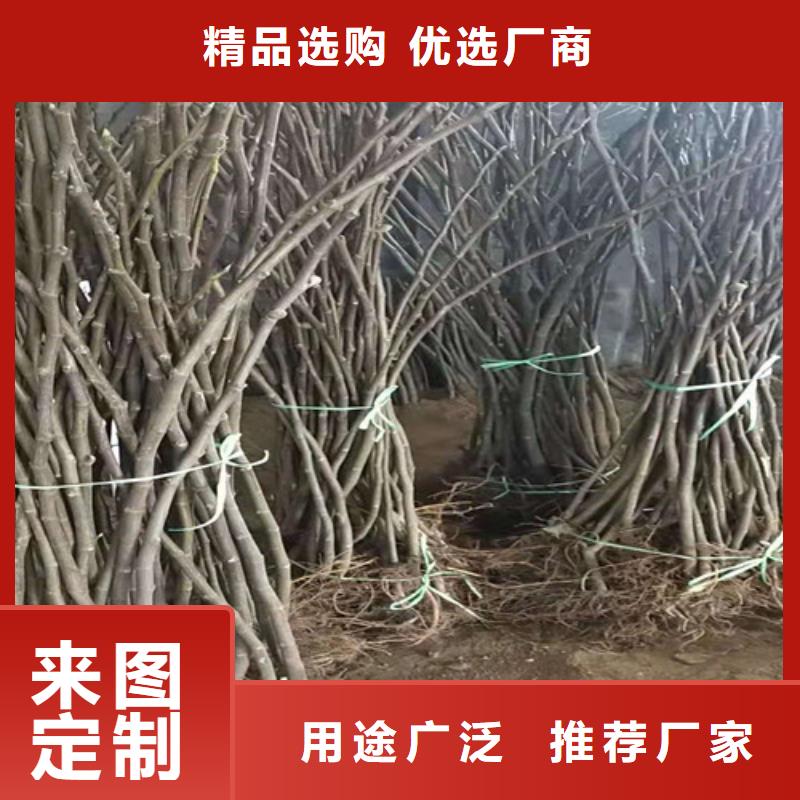 无花果_【酥脆一号】实力公司