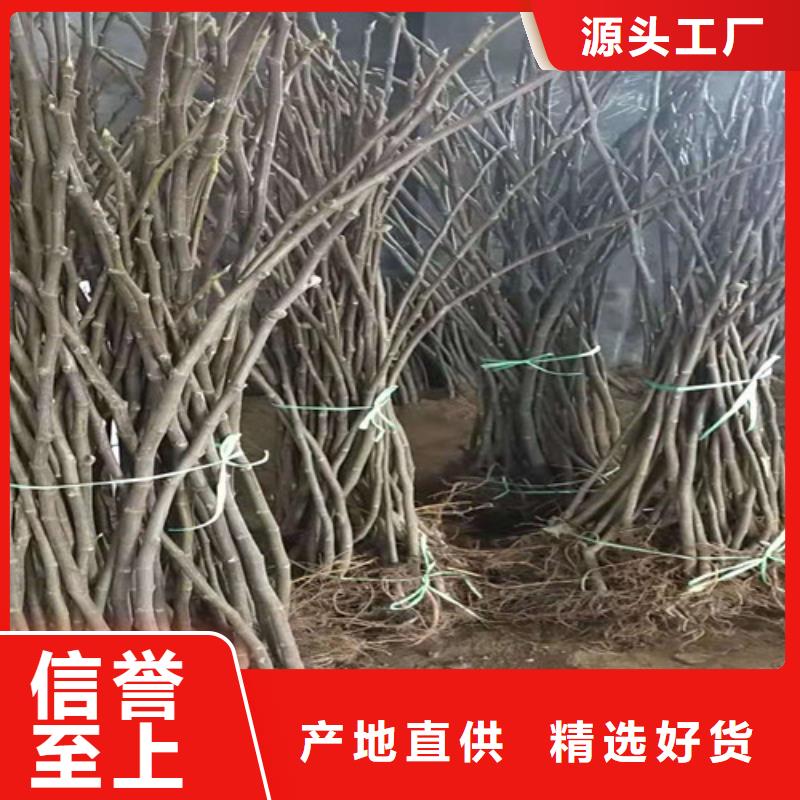 无花果山楂苗源头厂源头货