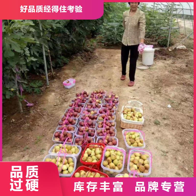 无花果核桃苗实力雄厚品质保障