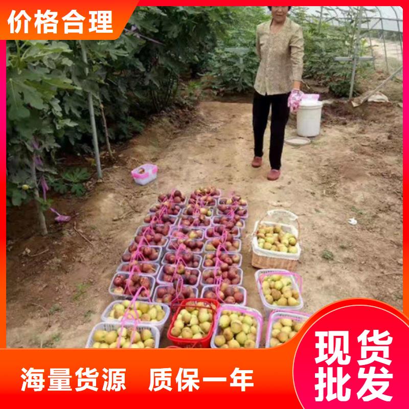 无花果苹果苗源厂供货