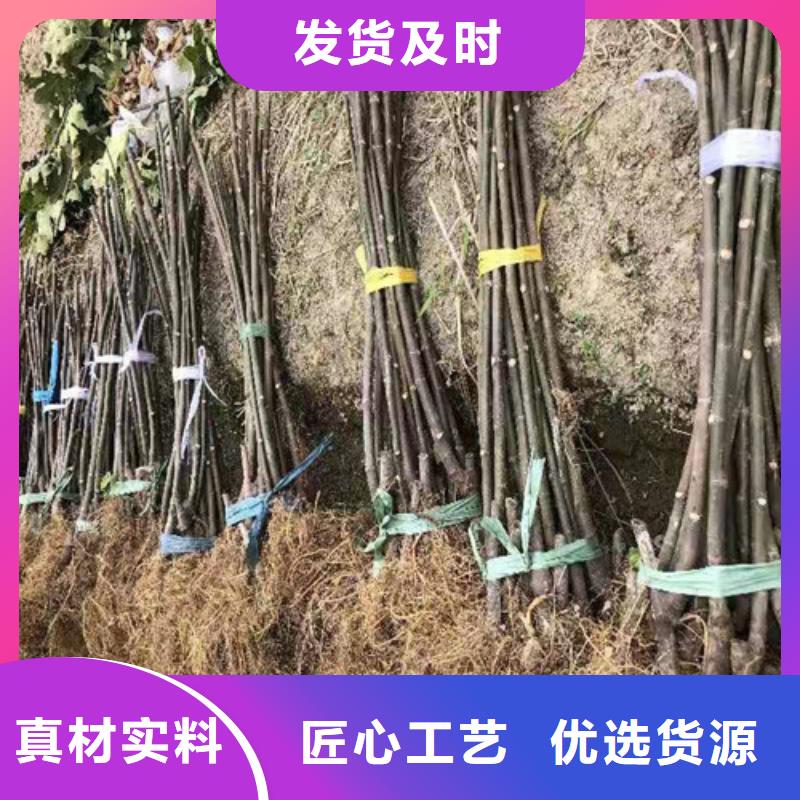 【无花果】山楂苗货源直销