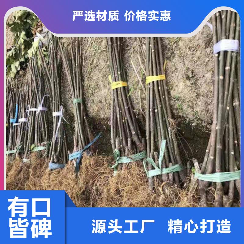 无花果桃树苗专业生产N年