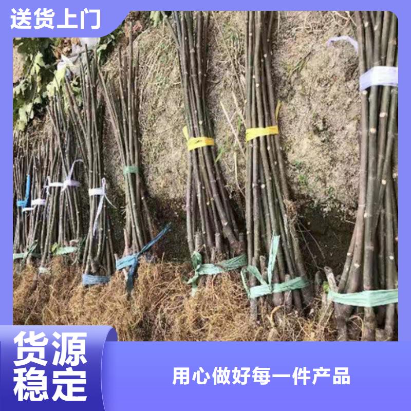 无花果蓝莓苗厂家十分靠谱