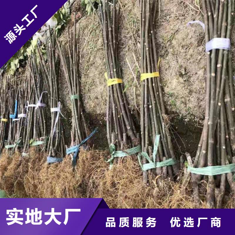 无花果_猕猴桃苗全新升级品质保障