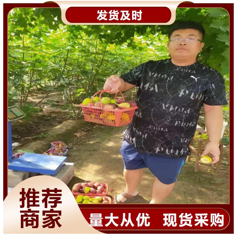 无花果核桃苗专注产品质量与服务