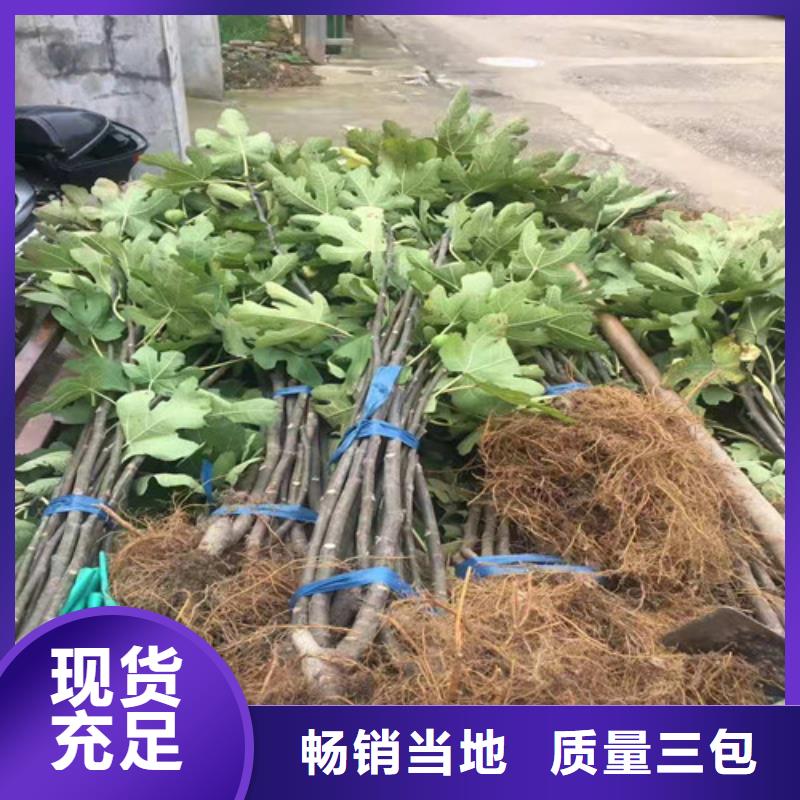 无花果【苹果苗】质量三包