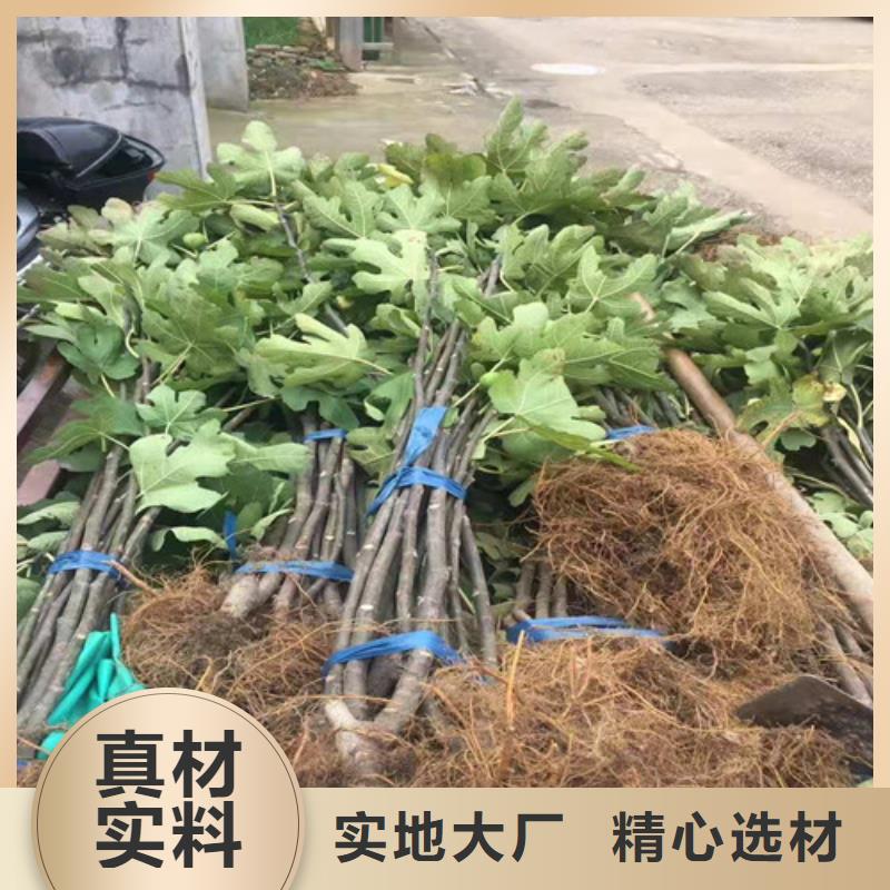 【无花果葡萄苗真正的源头厂家】