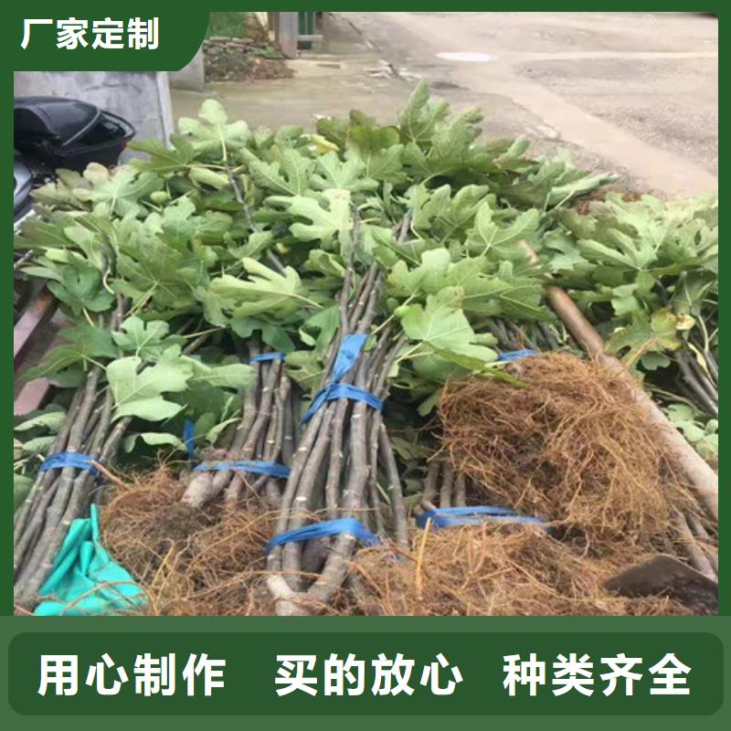 无花果山楂苗源头厂源头货