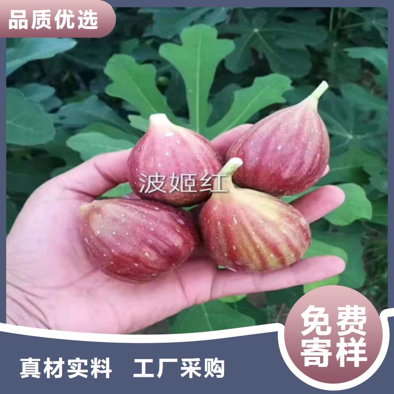 无花果,【草莓苗】一致好评产品