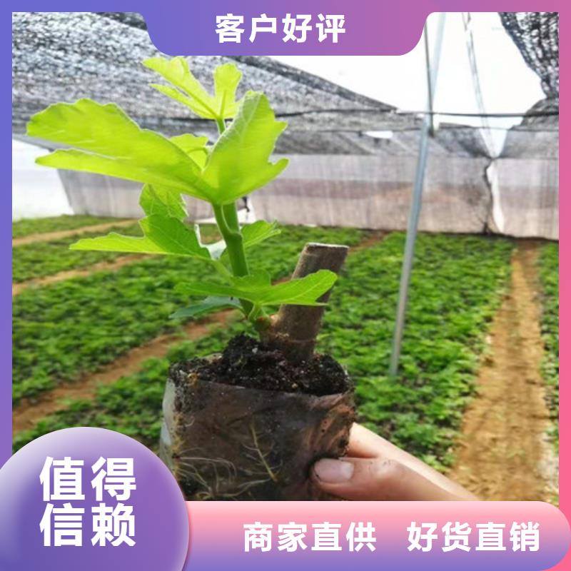 无花果山楂苗型号全价格低