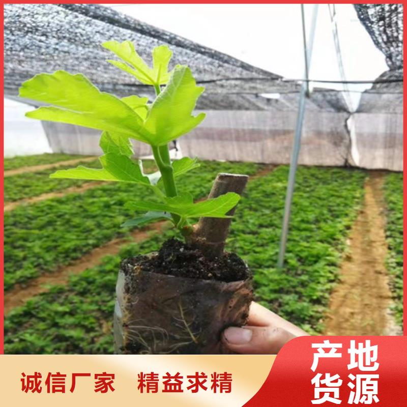 无花果梨树苗原料层层筛选