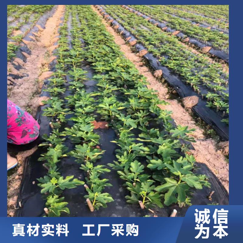 无花果花椒苗质量不佳尽管来找我