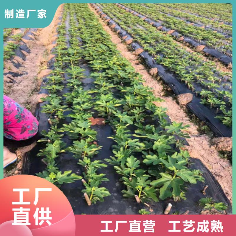 无花果,大红袍花椒苗厂家拥有先进的设备