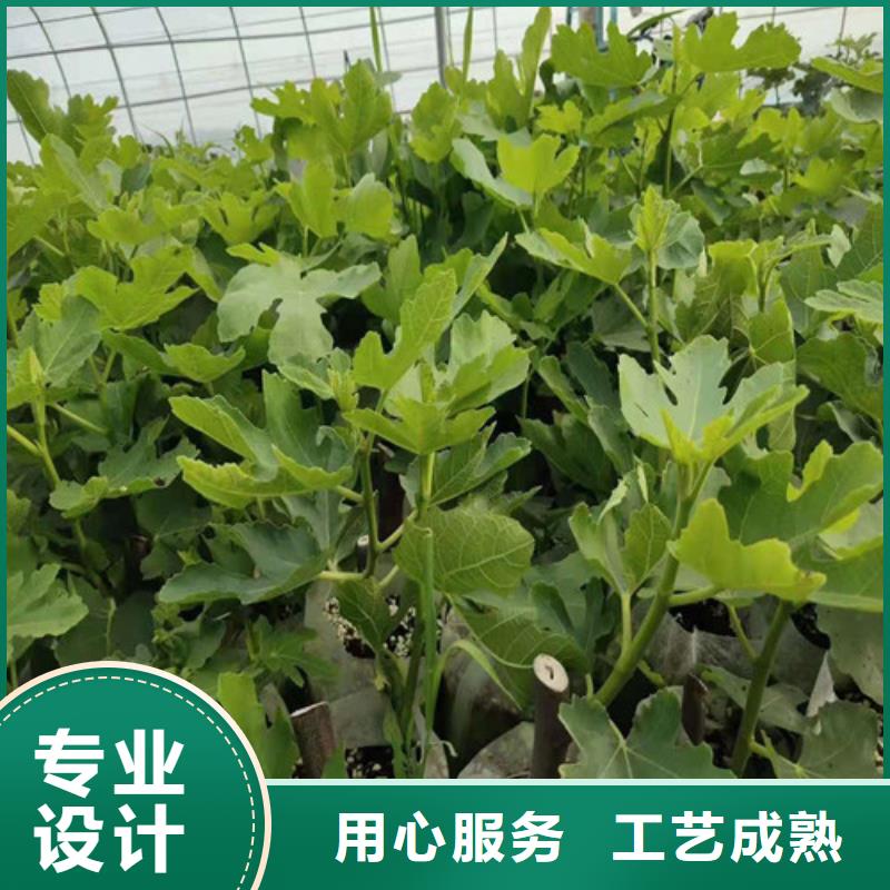 无花果_蓝莓苗用品质赢得客户信赖