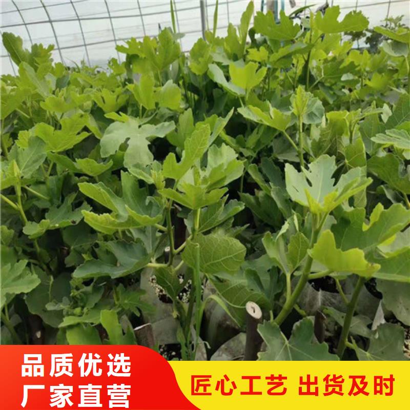 无花果红耔山楂苗厂家定制