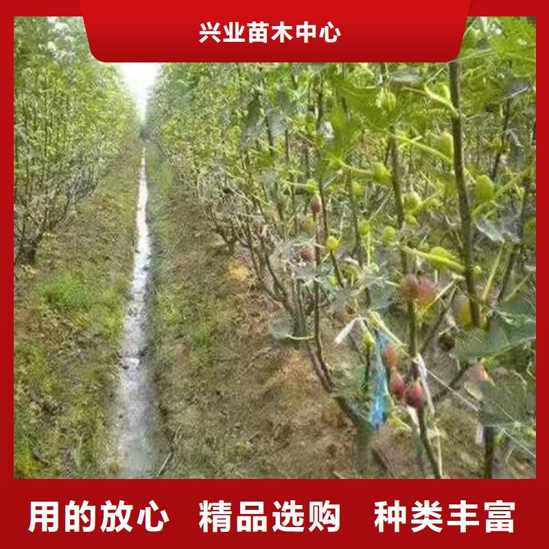 无花果梨树苗批发价格