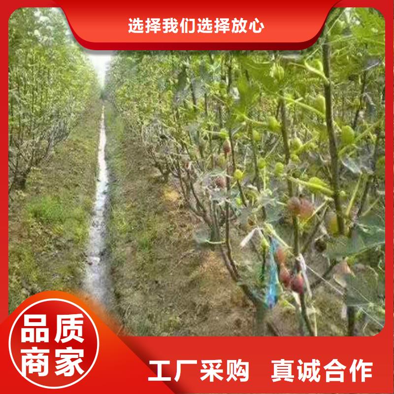 无花果-冬枣苗快速物流发货