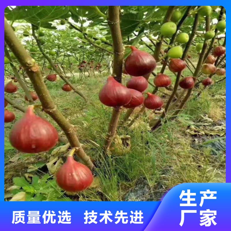 无花果油蟠7-7厂家质量过硬