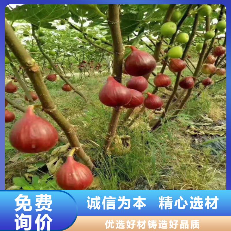 无花果_蓝莓苗生产型