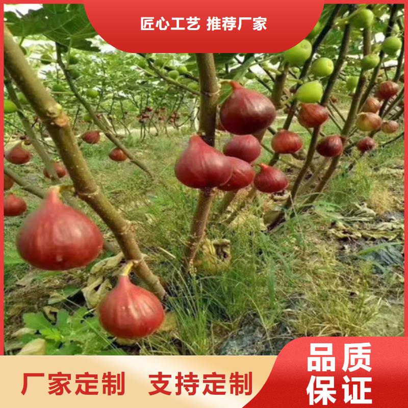 【无花果樱桃苗根据要求定制】