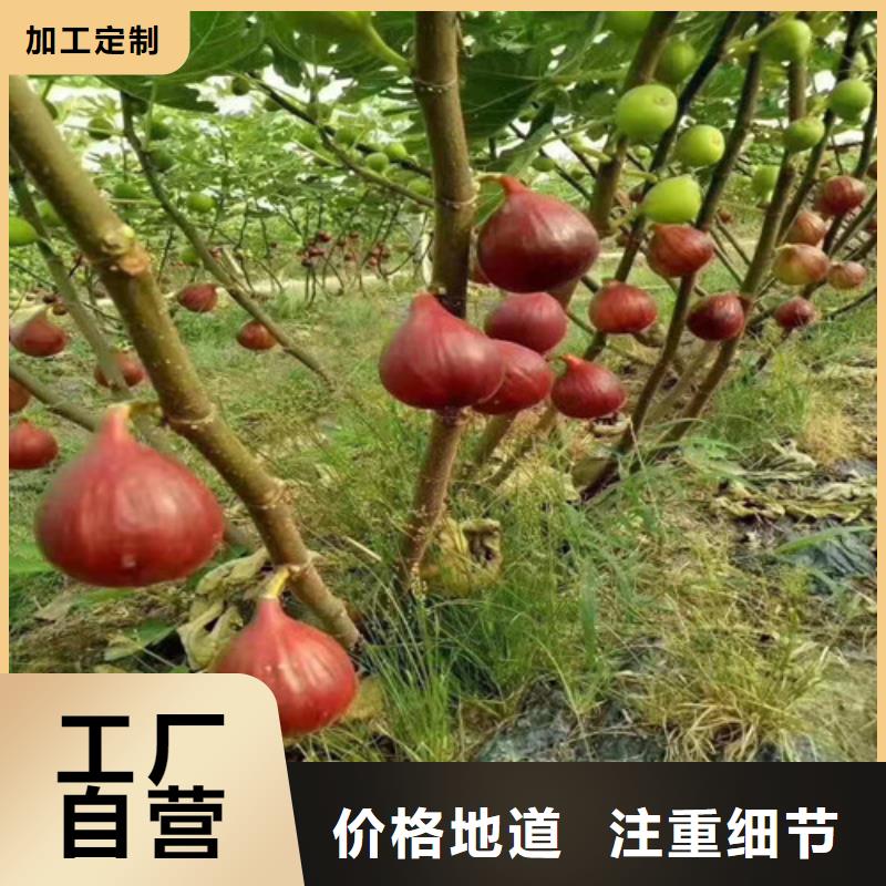 无花果花椒苗质量不佳尽管来找我