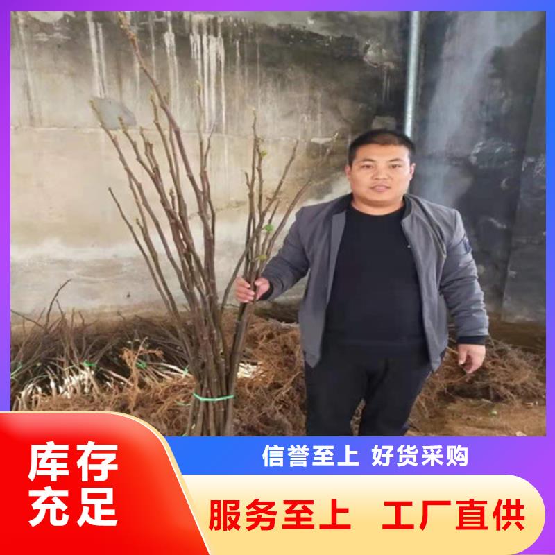 无花果_大棚草莓苗品牌专营