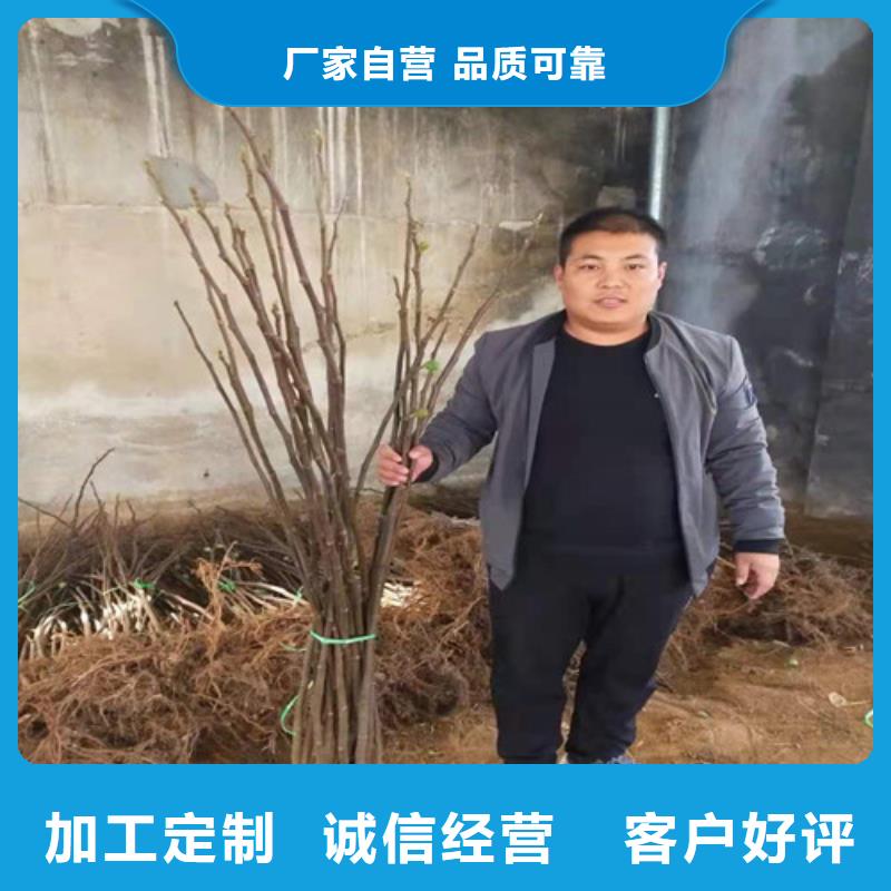 无花果山楂苗大厂家实力看得见