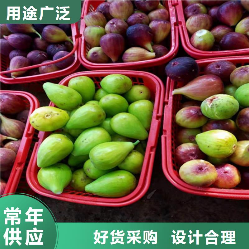 无花果核桃苗品质优良