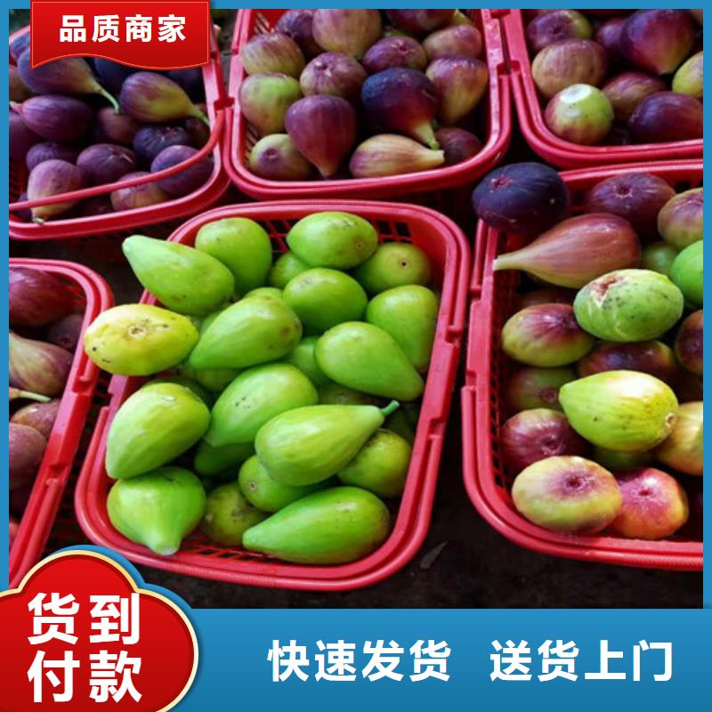 无花果_蓝莓苗用品质赢得客户信赖