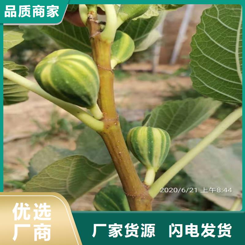 无花果红耔山楂苗应用范围广泛