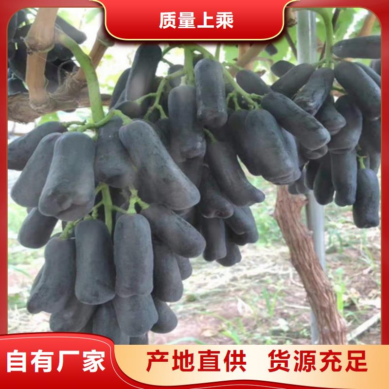 葡萄大棚草莓苗价格实在