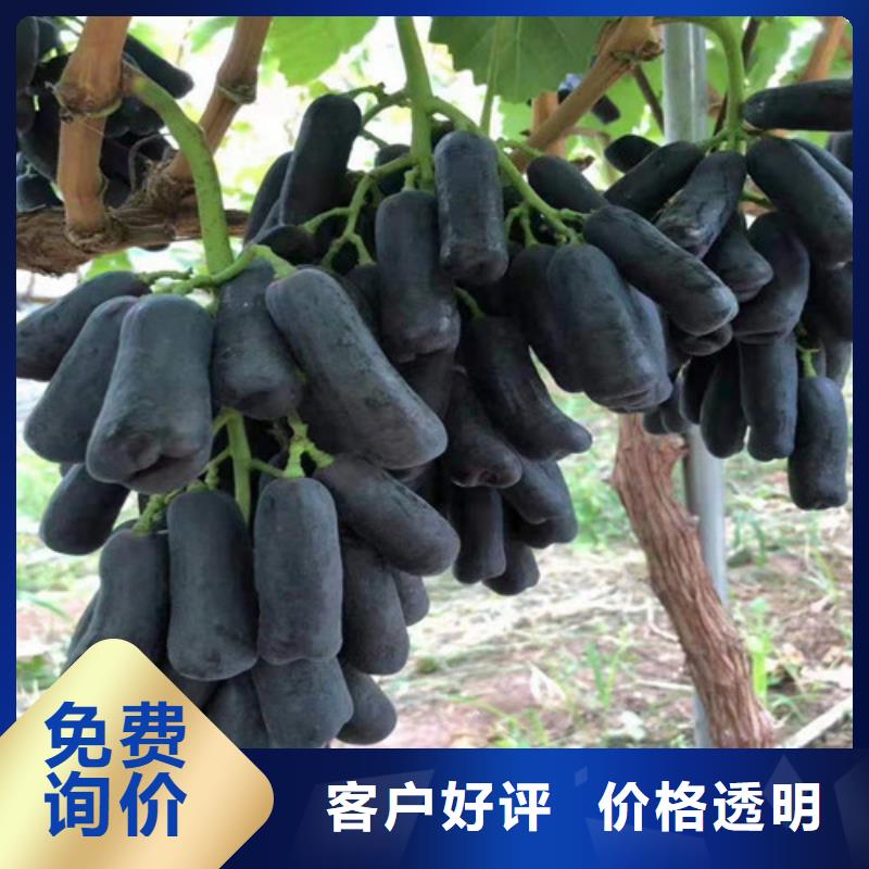 葡萄山楂苗品牌企业