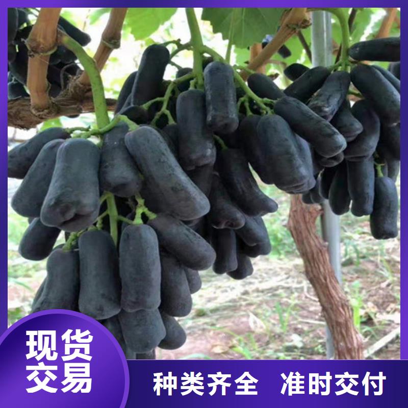 葡萄大棚草莓苗价格实在