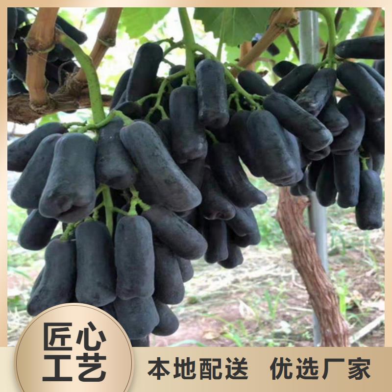 【葡萄无花果苗精选优质材料】