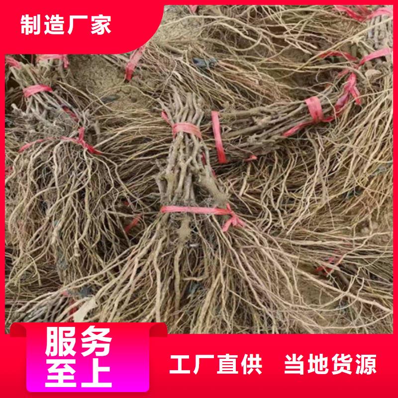 葡萄核桃苗厂家质量过硬