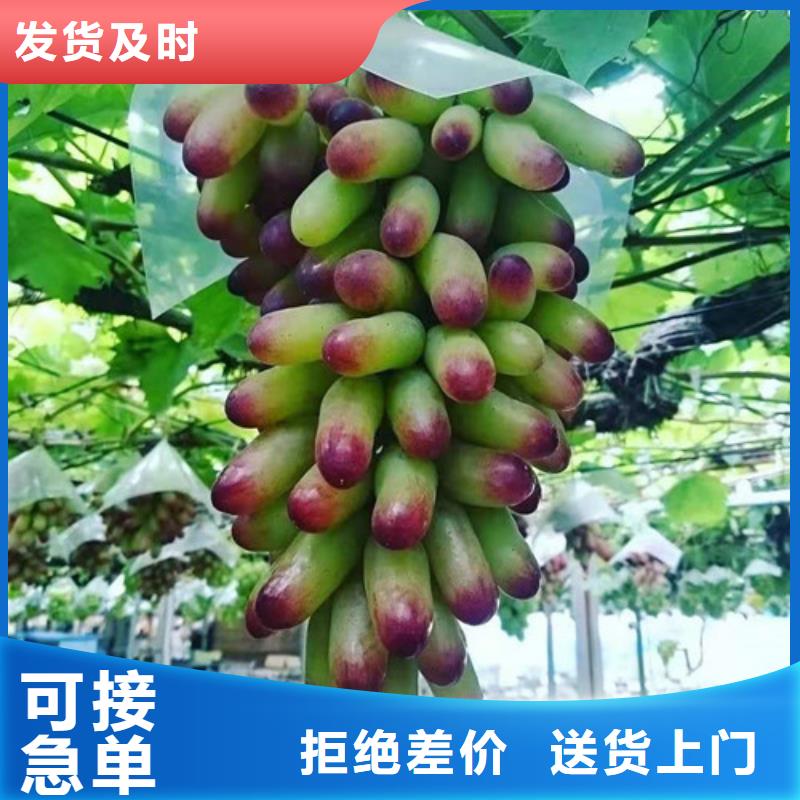 【葡萄无花果苗精选优质材料】