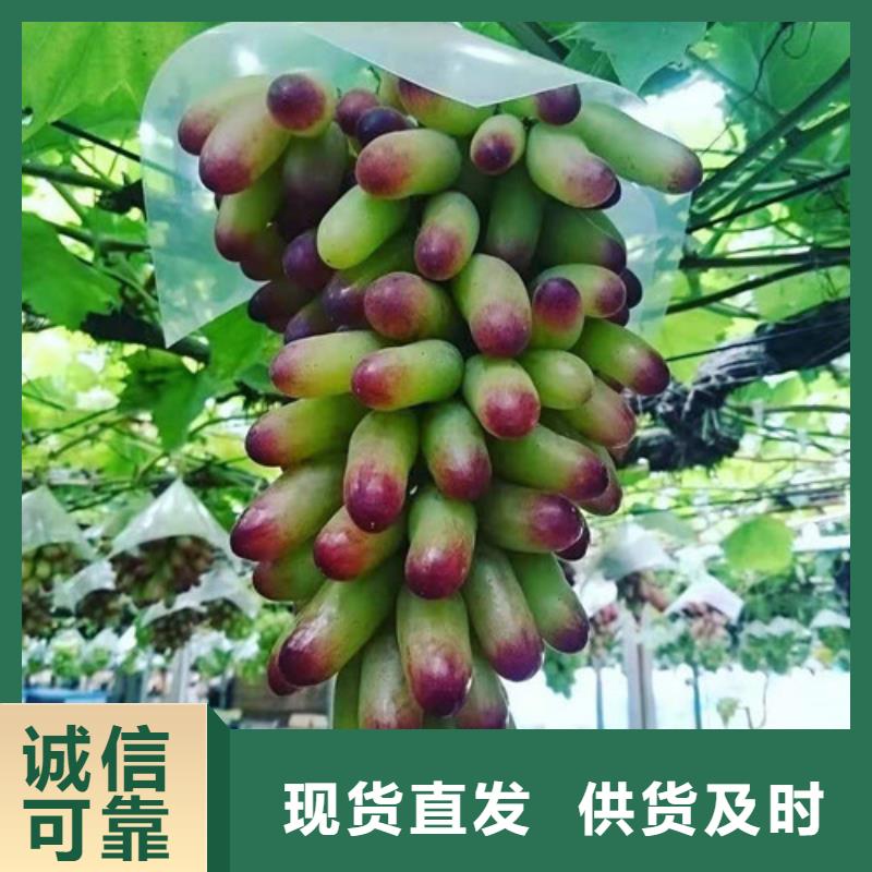 葡萄核桃苗海量现货直销